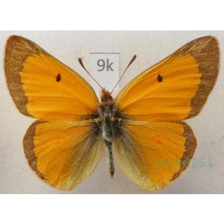 Colias hyperborea Grum-Grshimailo, 1899 male Kyrgyzstan9k
